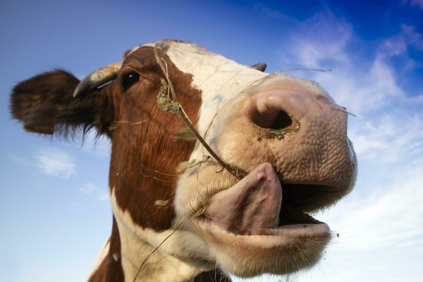 Portrait of a cow at mealtime photo
