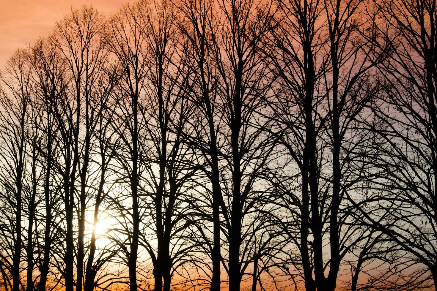 Sunset over a row of winter trees photo