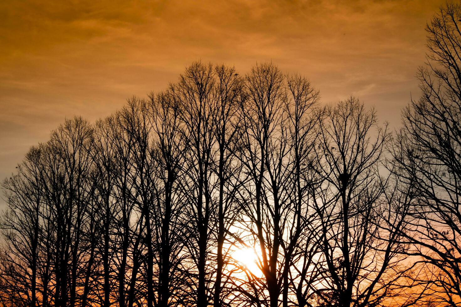 Sunset over a row of winter trees photo