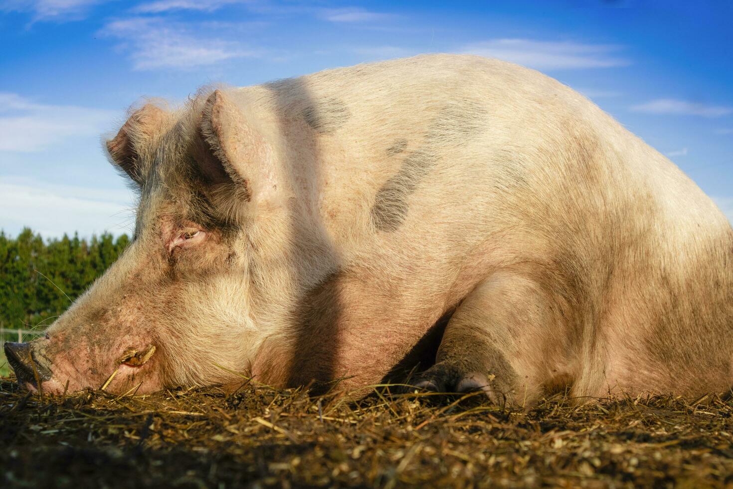 Portrait of a pig in the moment of rest photo