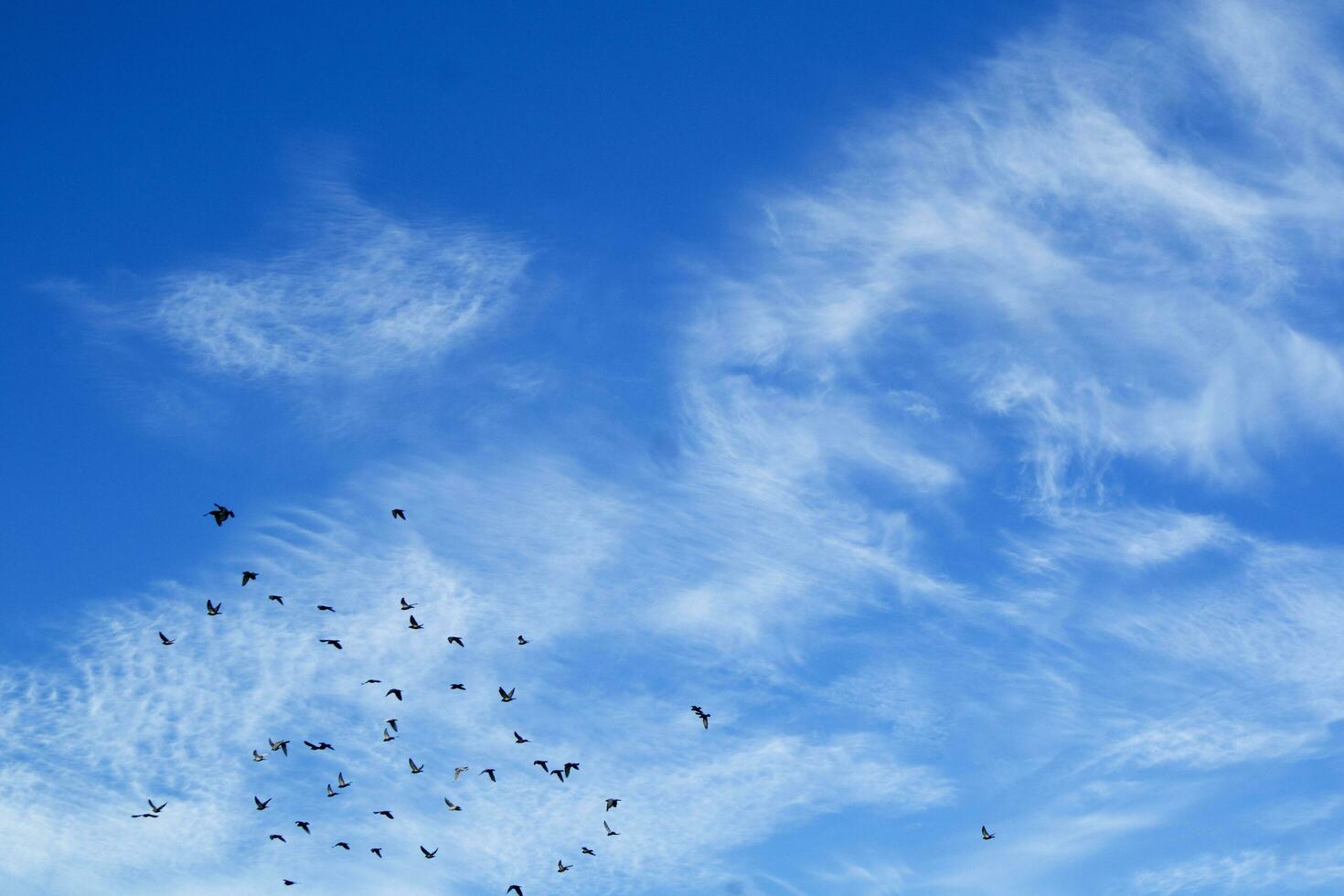 Flock of pigeons flying photo