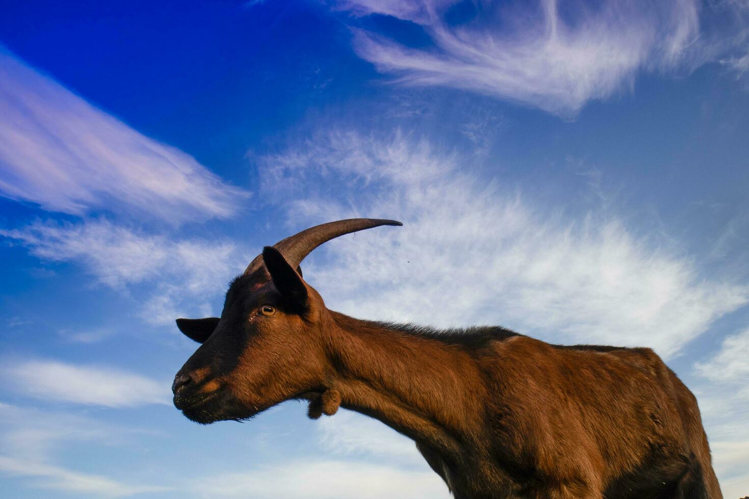 Goat photographed with blue sky background photo