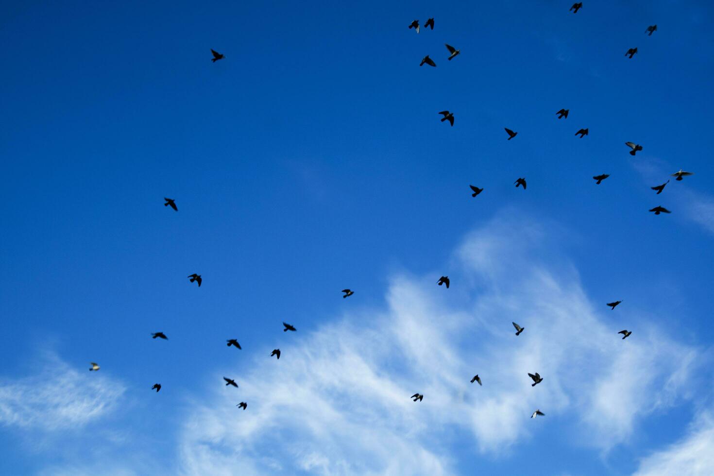 Flock of pigeons flying photo