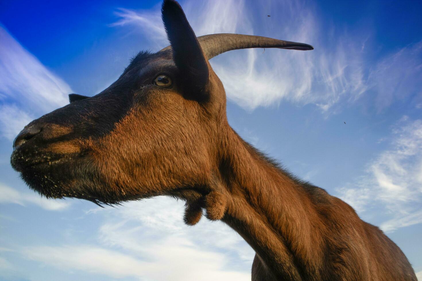 Goat photographed with blue sky background photo