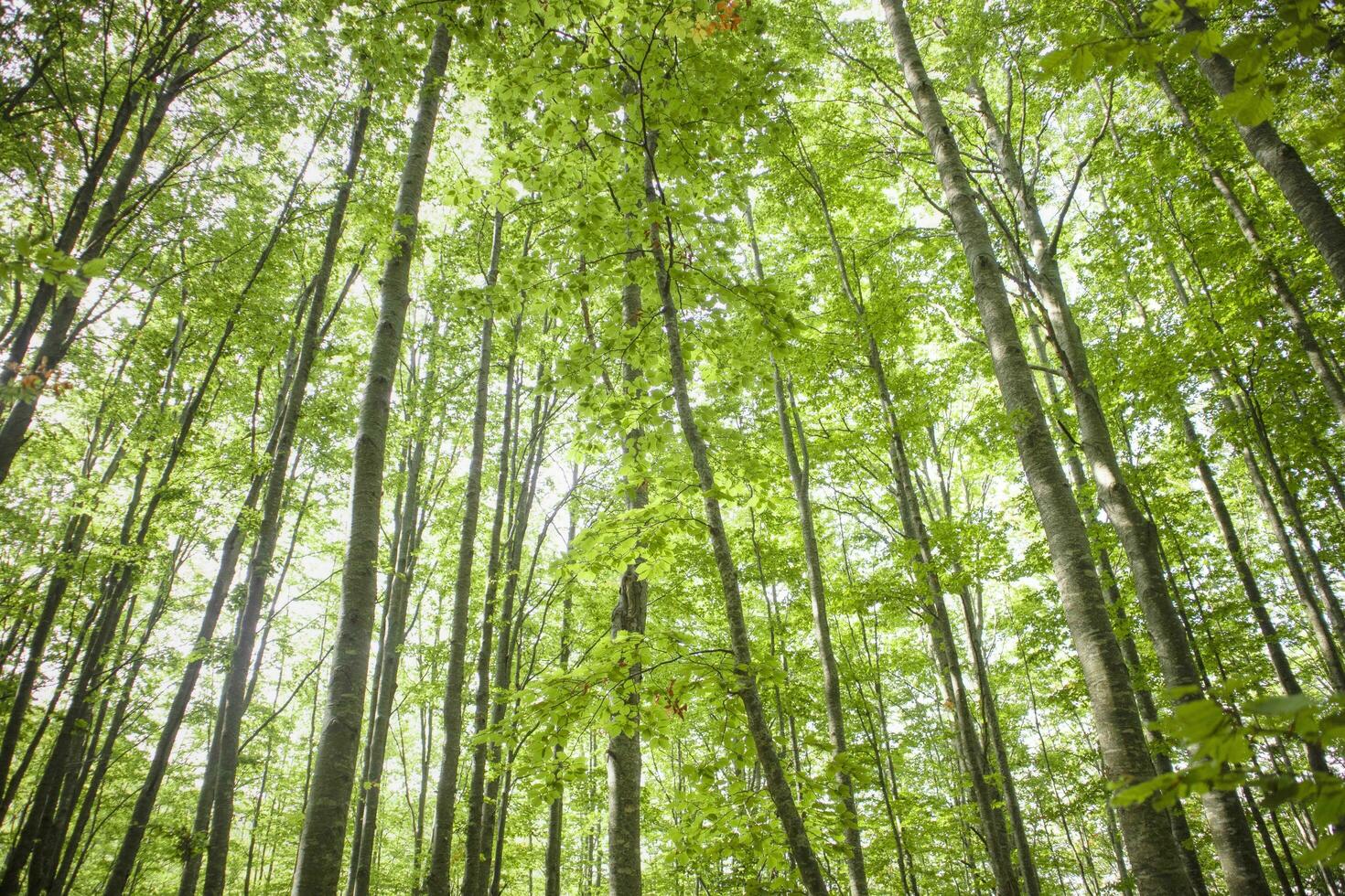 The trees and their woods photo
