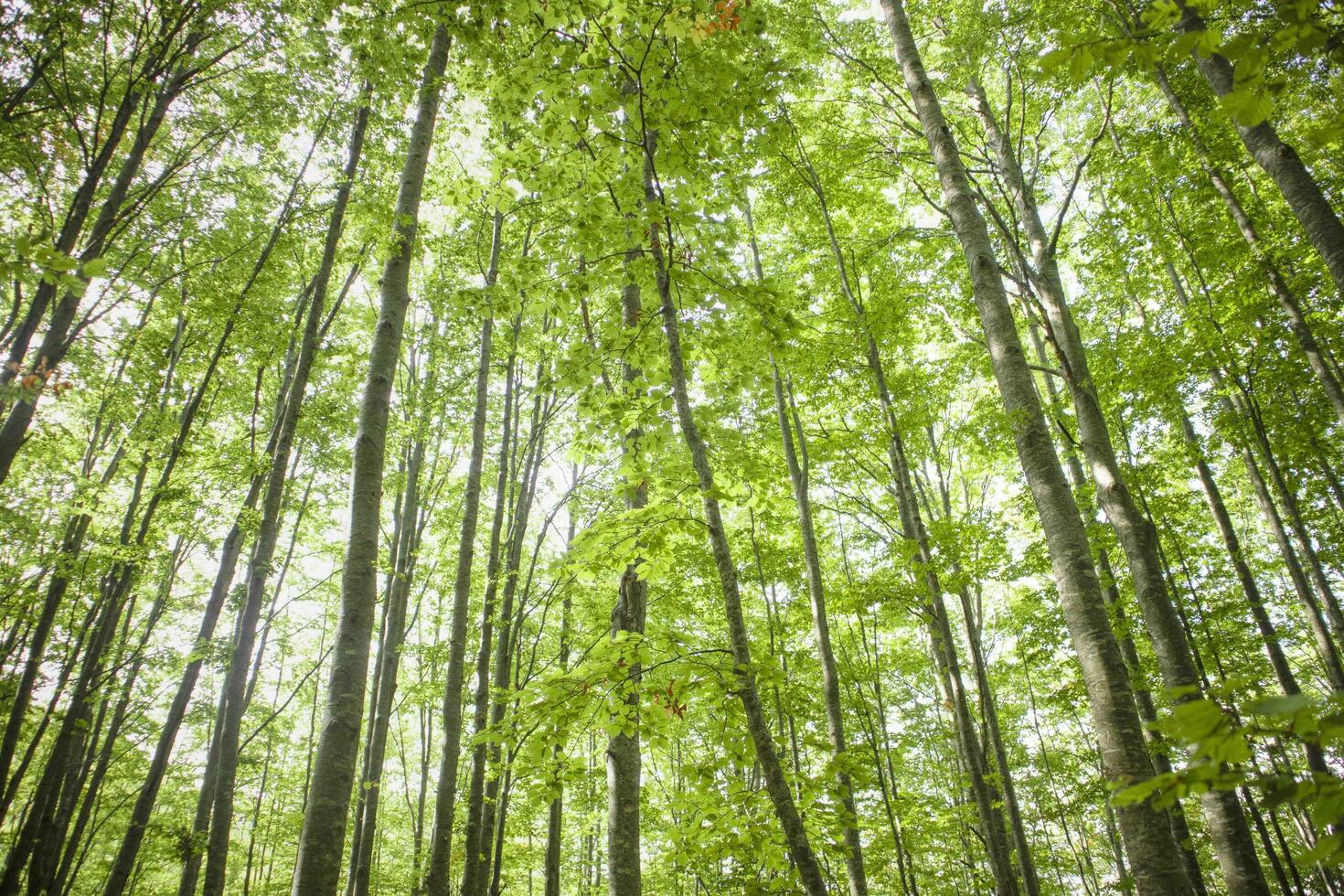 el arboles y su bosque foto