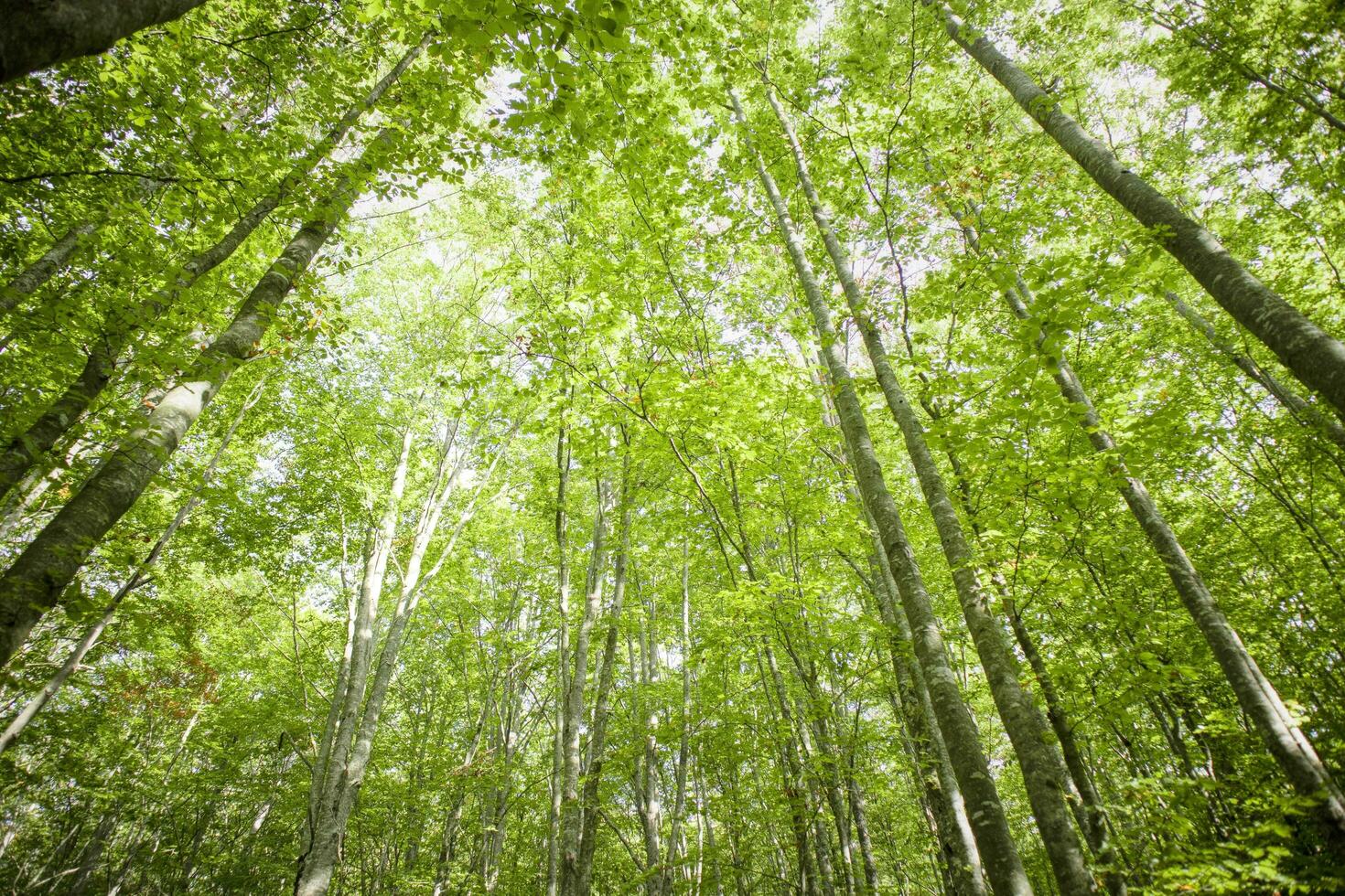 The trees and their woods photo