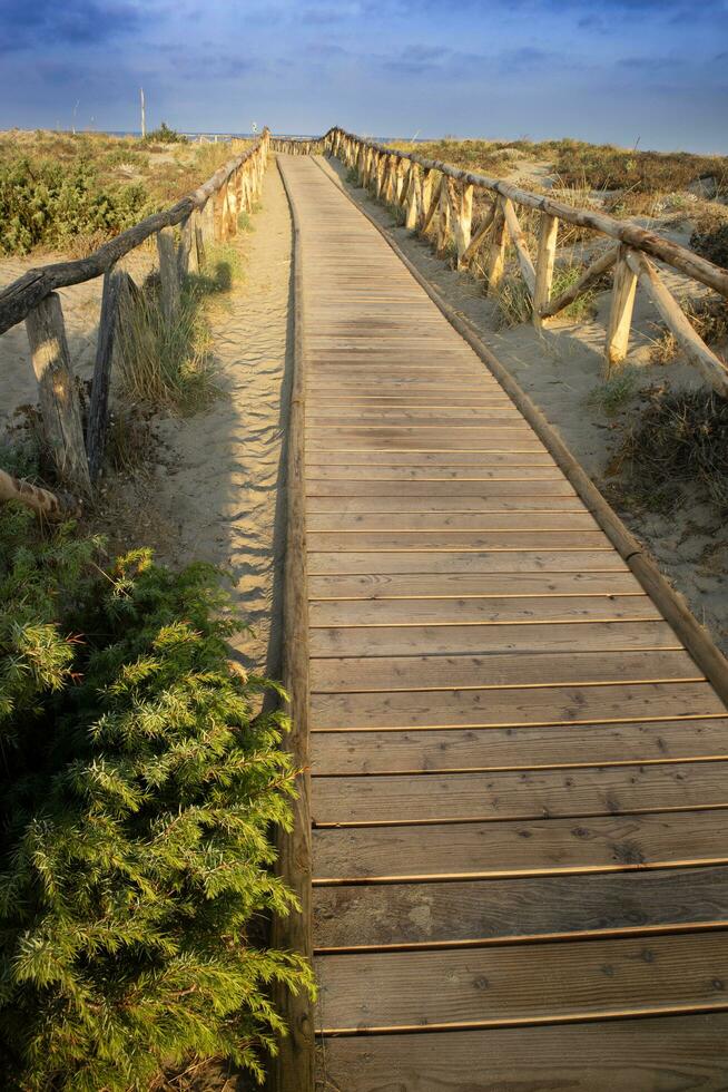 Walkway leading to the sea in the natural park of Viareggio Italy photo