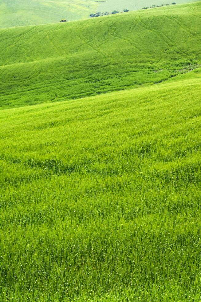 Tuscany view of green wheat fields in spring photo