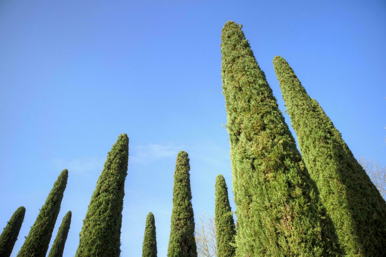 The elegant cypress tree with blue background photo