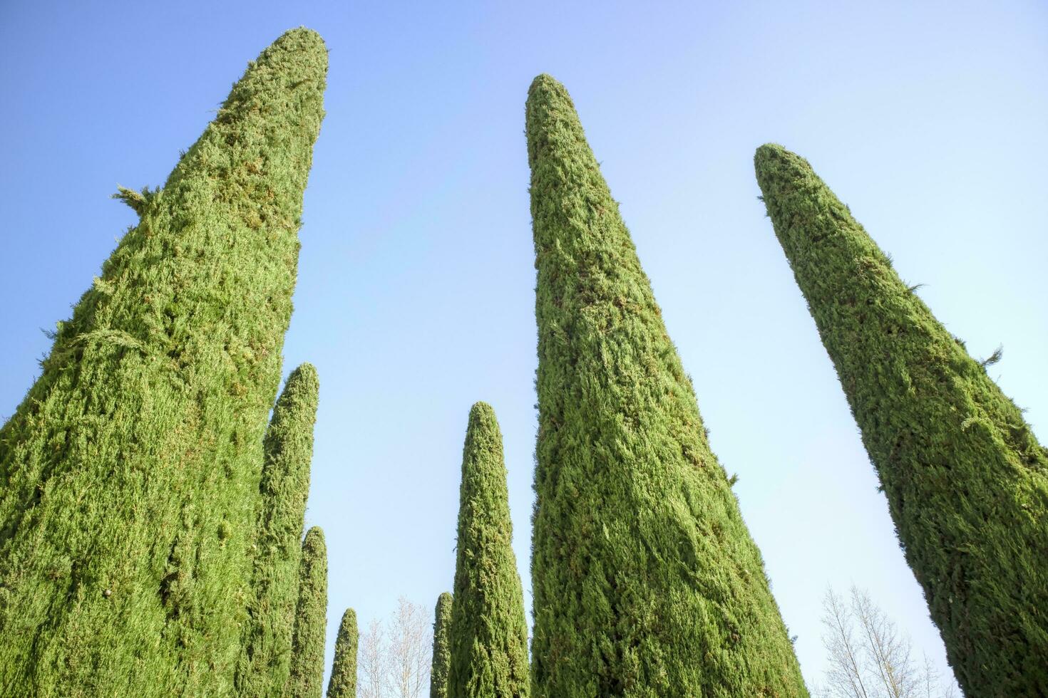 The elegant cypress tree with blue background photo