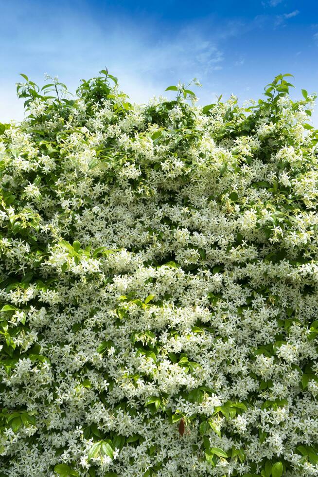 The jasmine hedge in bloom in the summer time photo