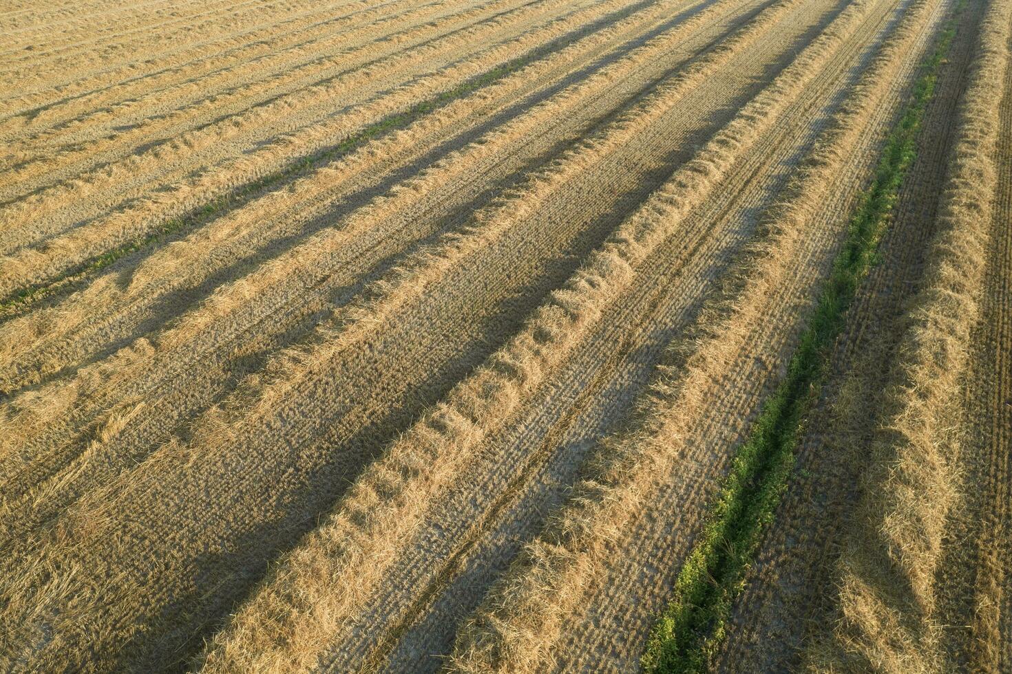Field prepared for hay harvesting photo