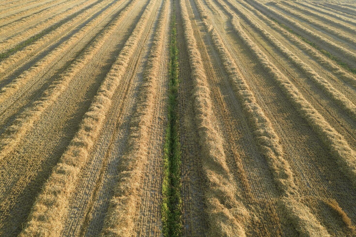 Field prepared for hay harvesting photo