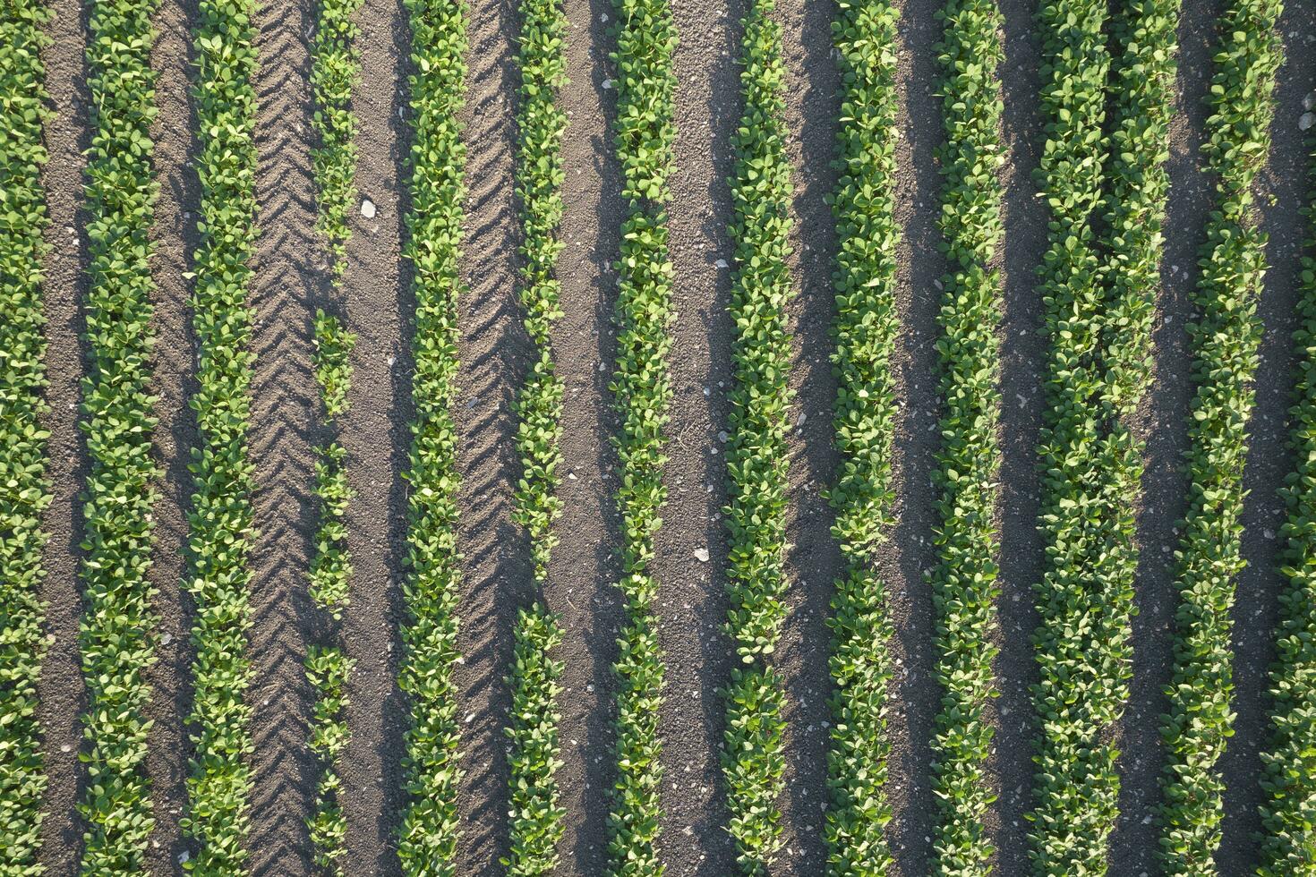 Aerial view of a potato field photo