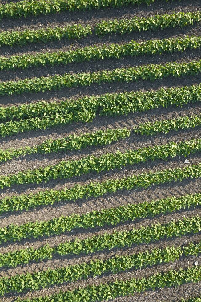 Aerial view of a potato field photo