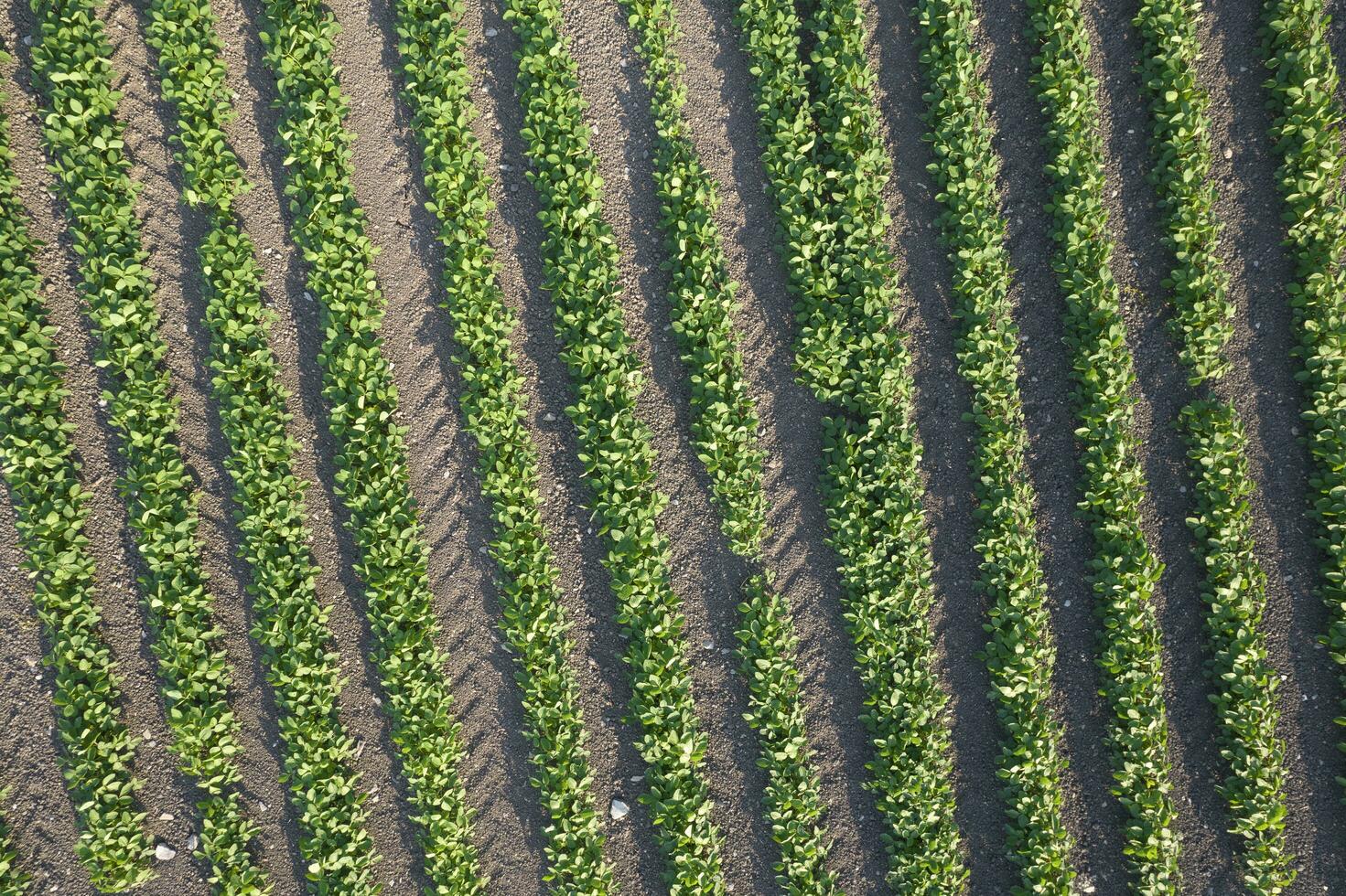 Aerial view of a potato field photo