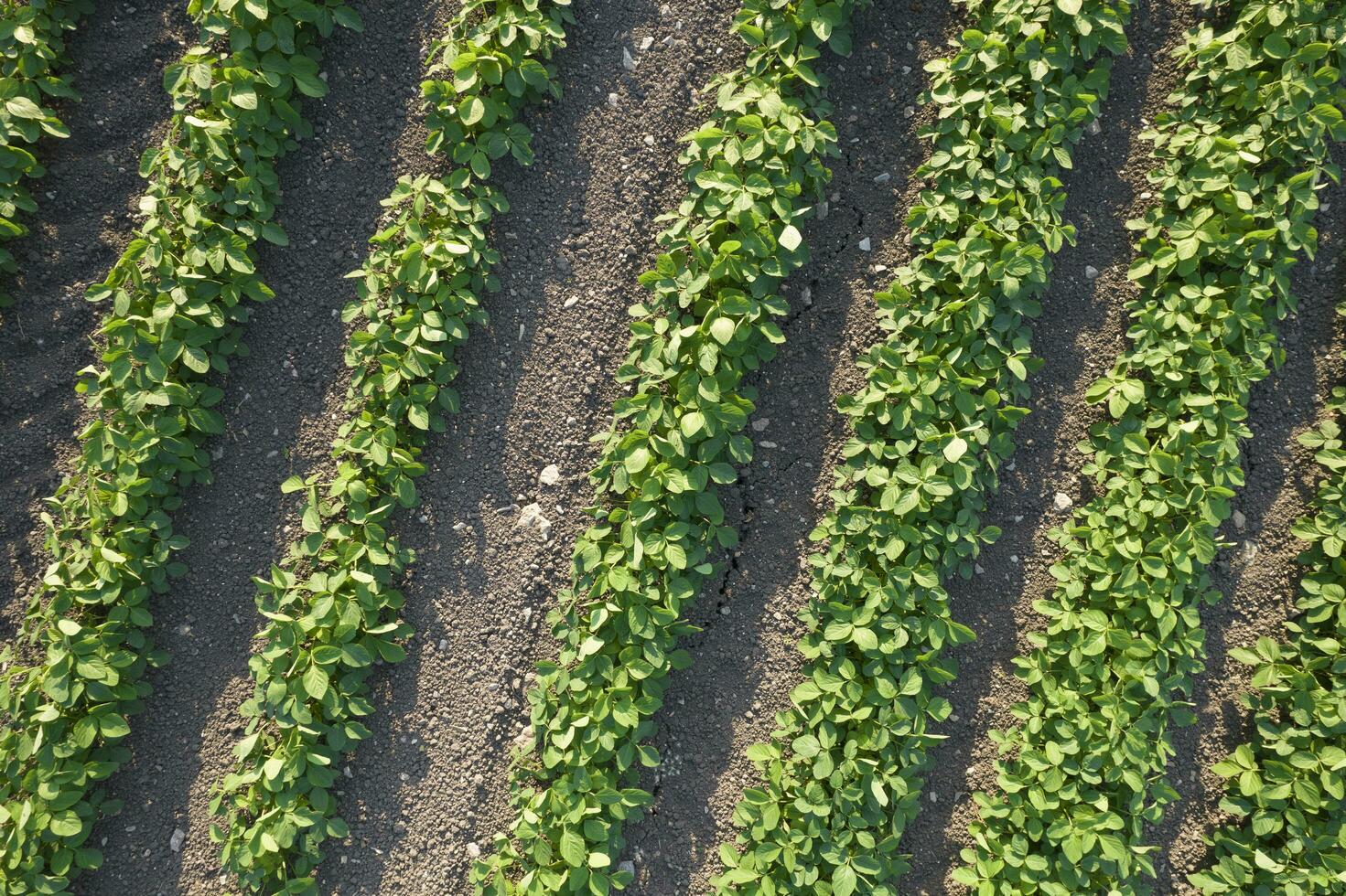 Aerial view of a potato field photo