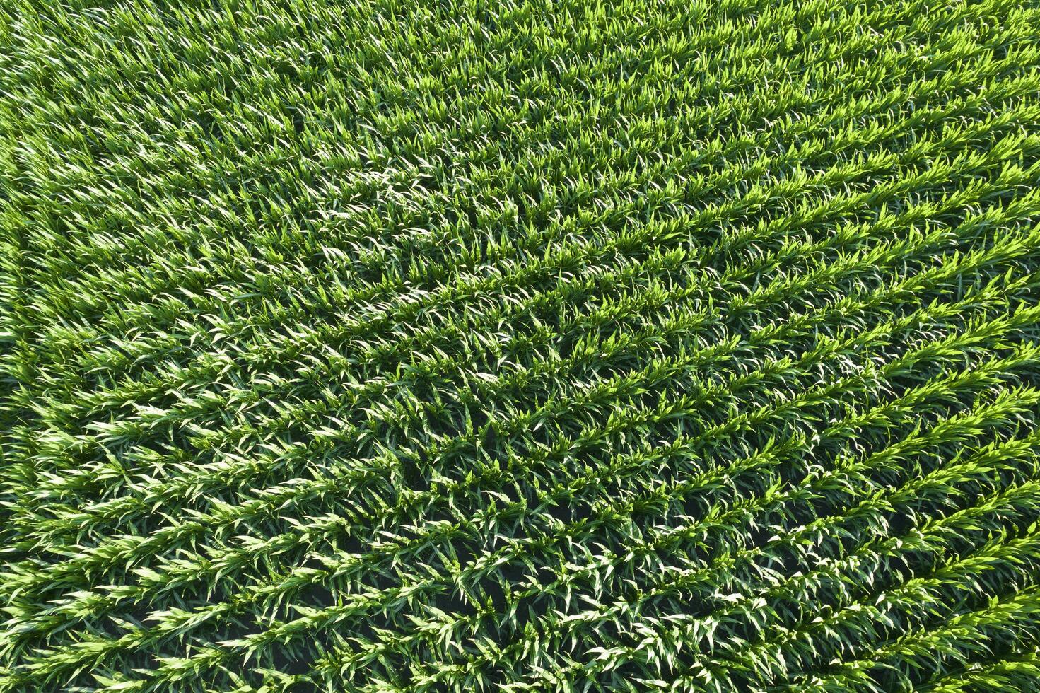 Aerial view of a young corn field photo