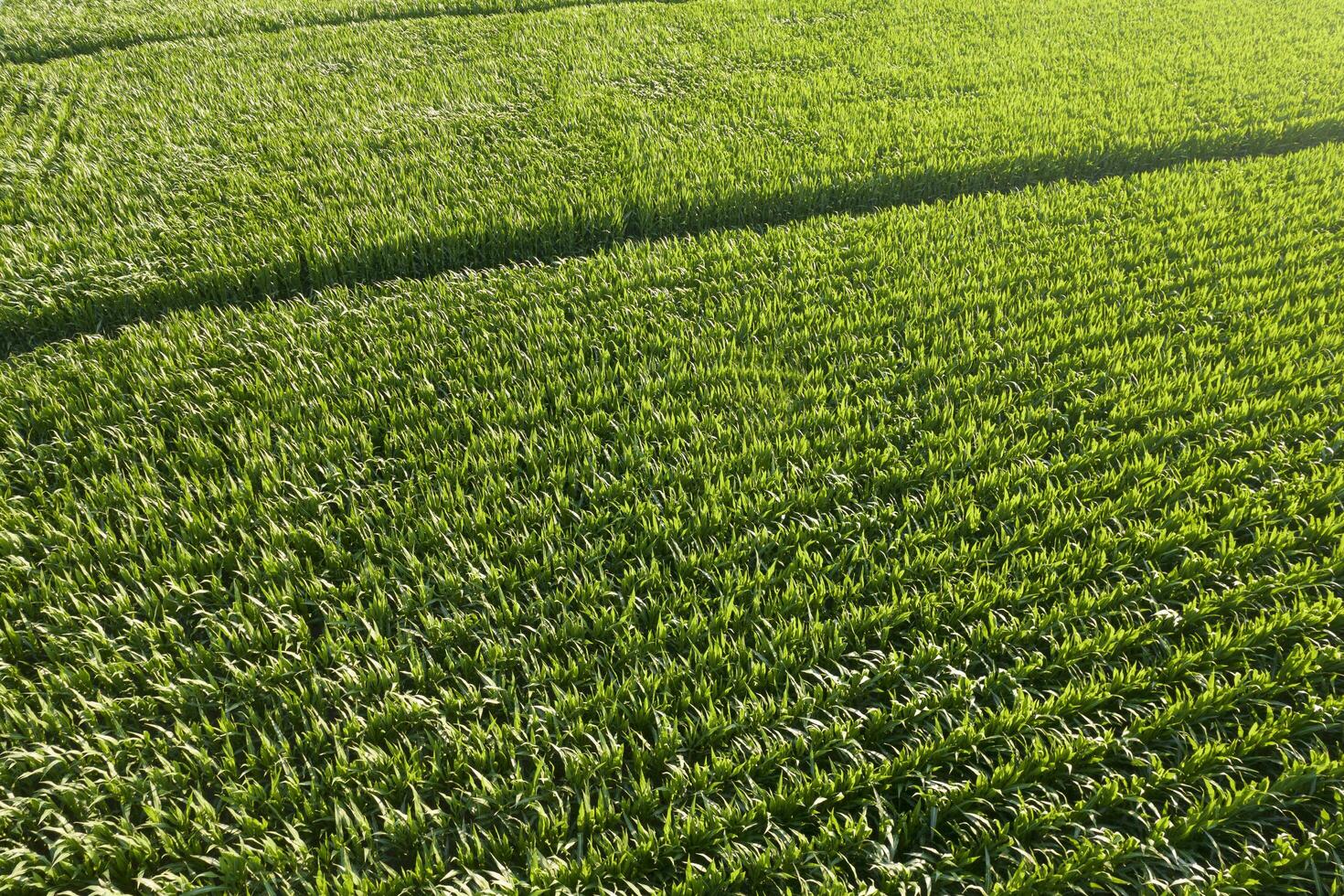 Aerial view of a young corn field photo