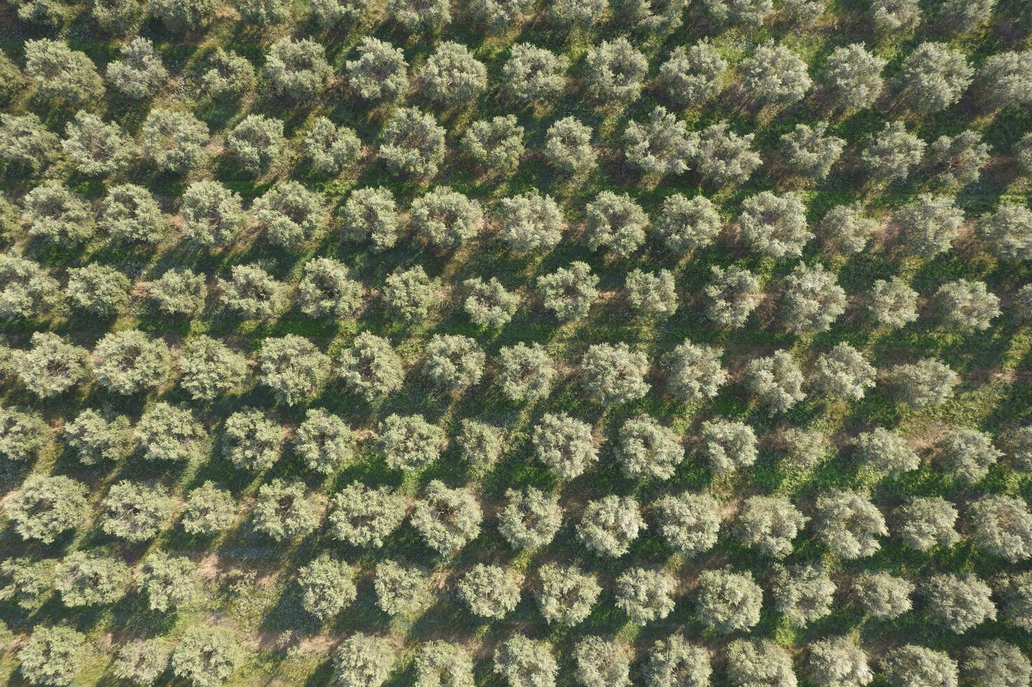 Aerial view of a land planted with olive trees photo