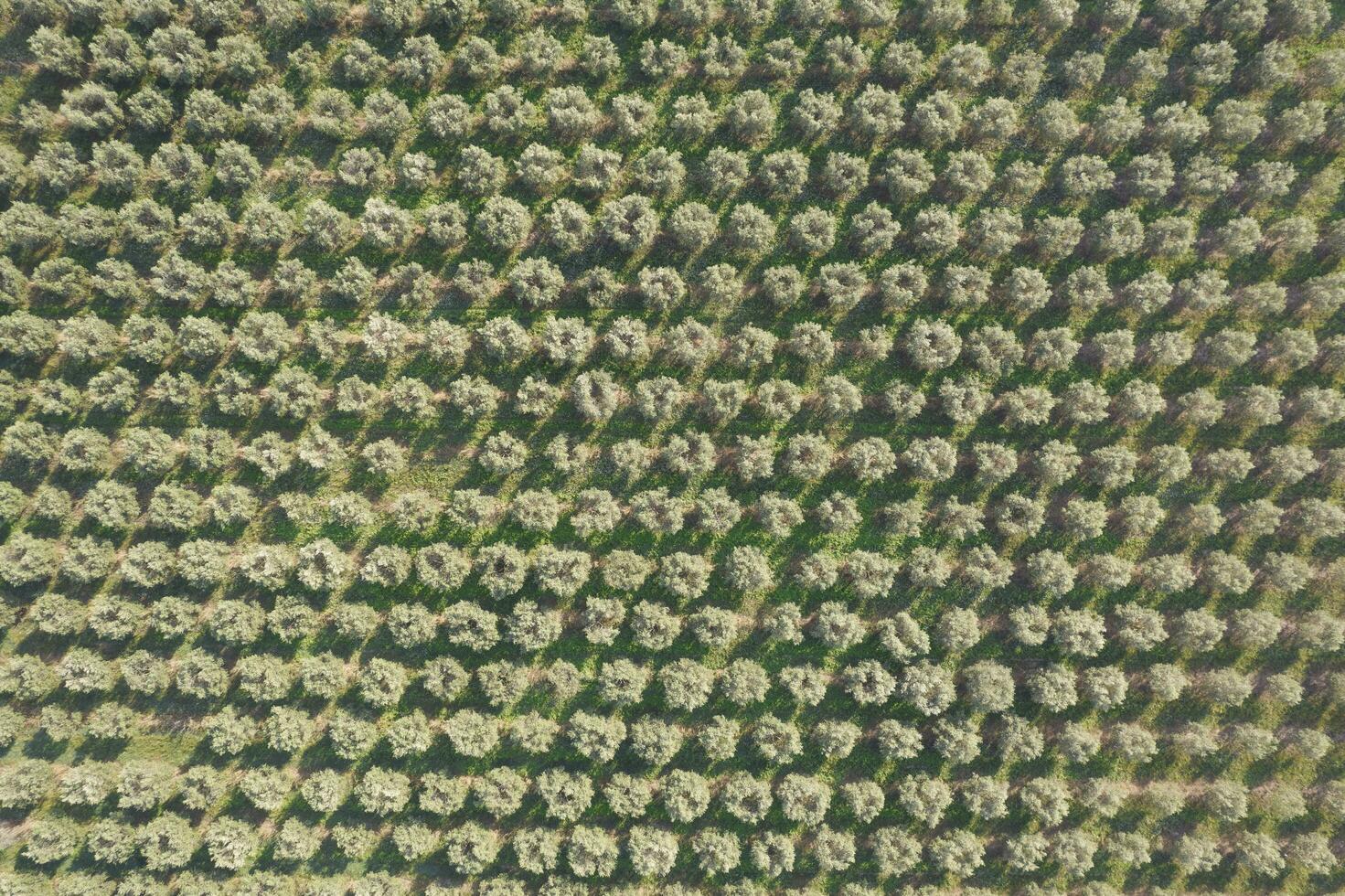 Aerial view of a land planted with olive trees photo