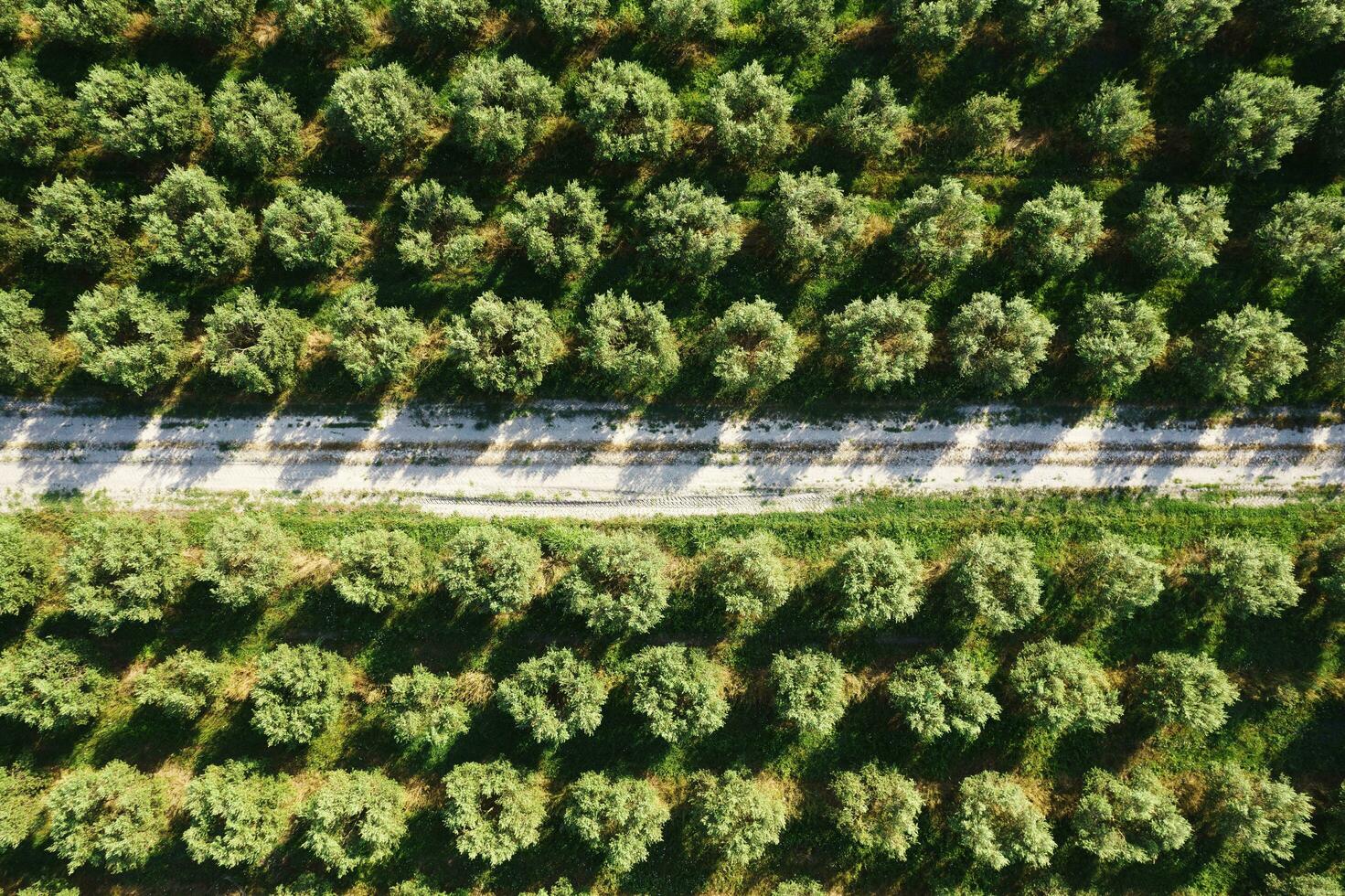 Aerial view of a land planted with olive trees photo