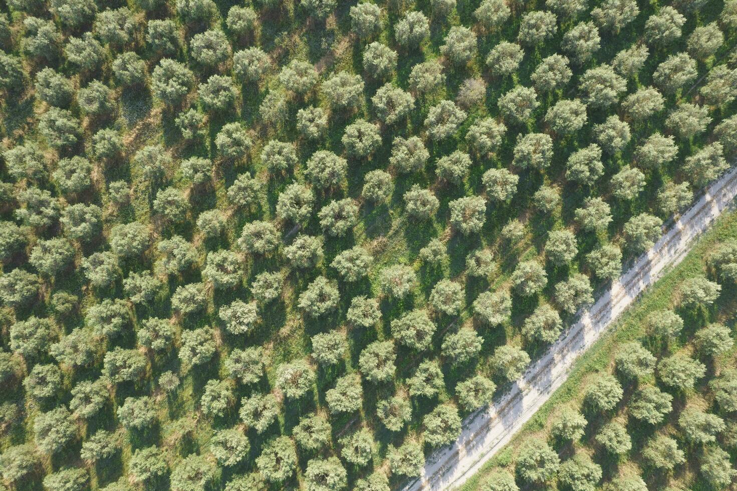 Aerial view of a land planted with olive trees photo