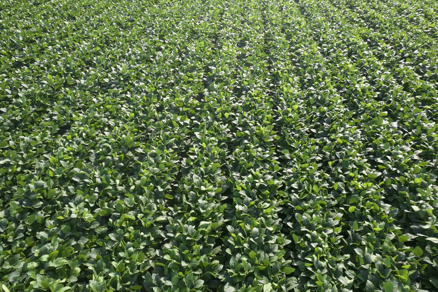 Aerial view of a soybean field Aerial photo