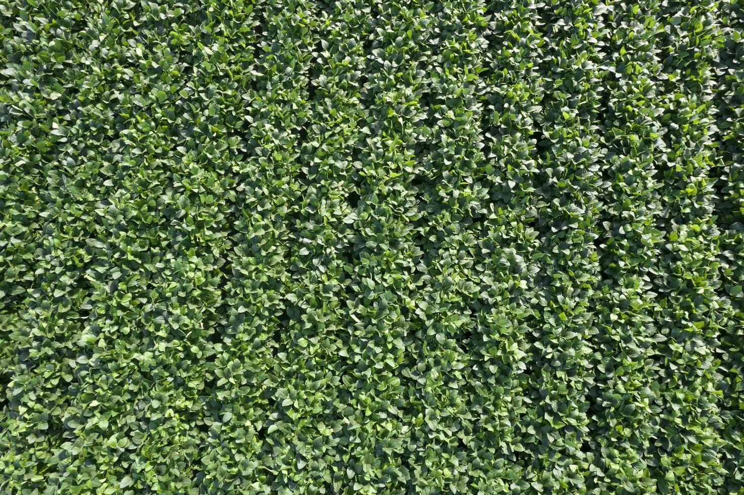 Aerial view of a soybean field Aerial photo