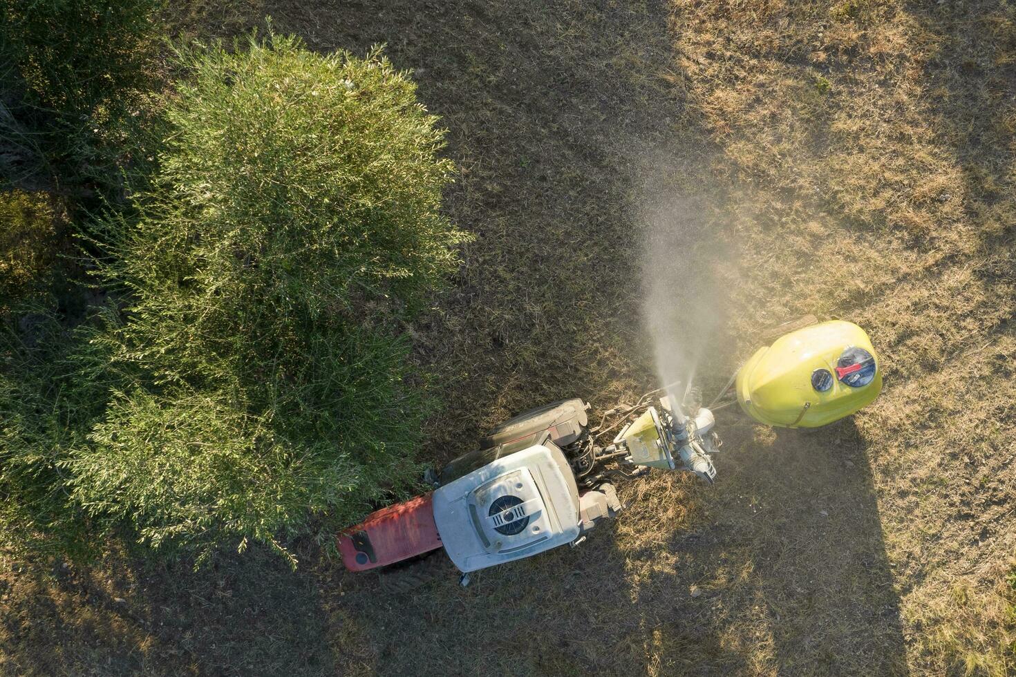 Pesticide treatment for an olive plantation photo