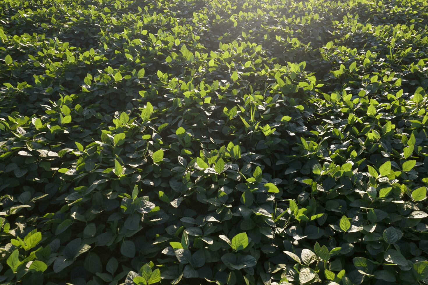 Aerial view of a soybean field Aerial photo