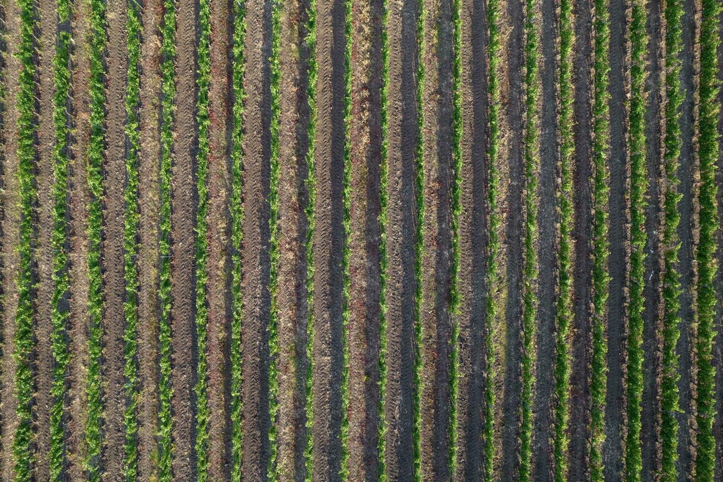 Aerial view of a vineyard in the summer season photo