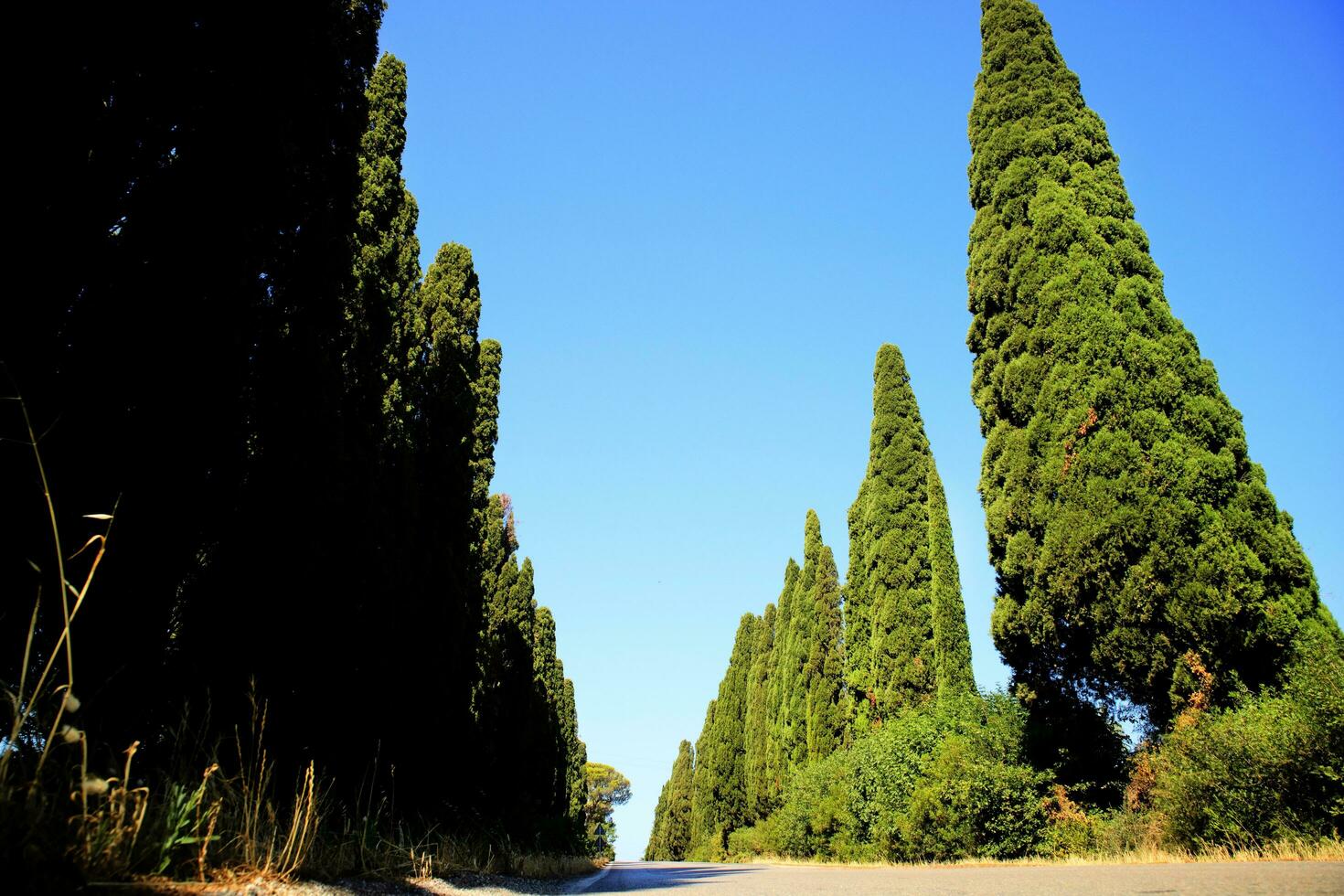 The cypress-lined avenue leading to Bolgheri Italy photo