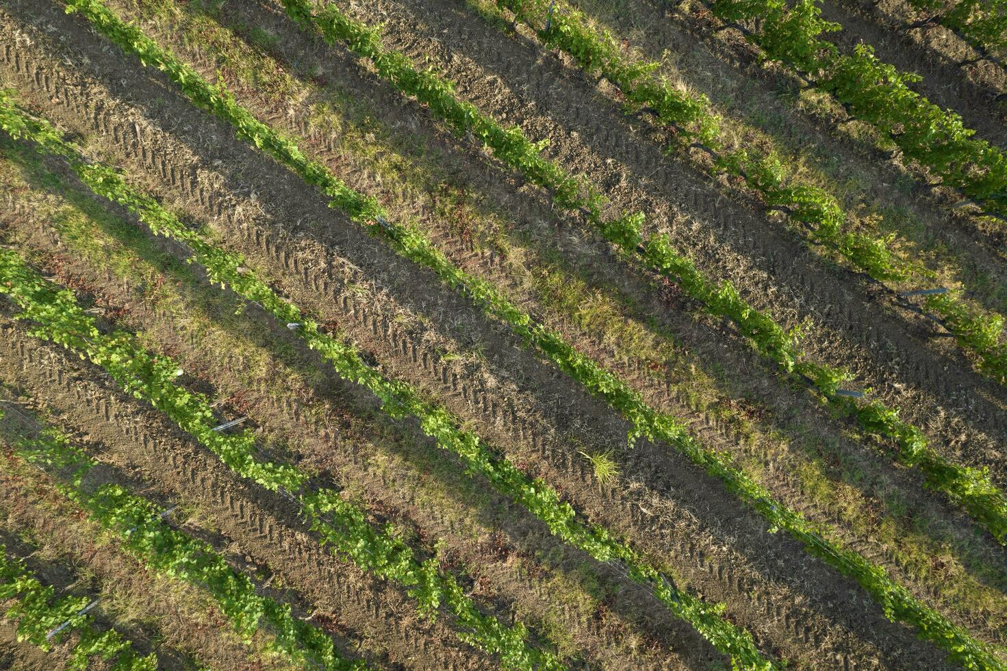 Aerial view of a vineyard in the summer season photo