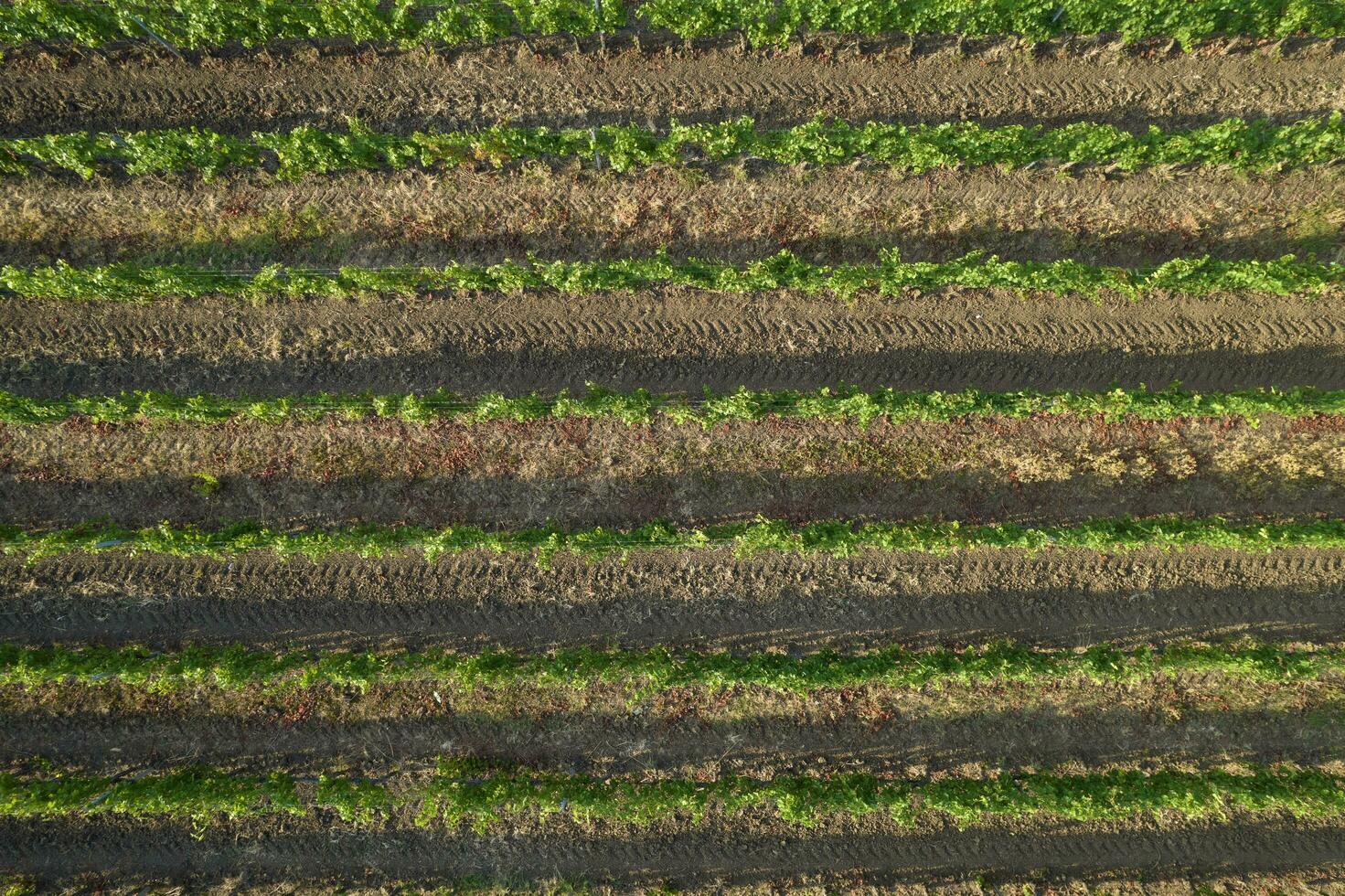 Aerial view of a vineyard in the summer season photo