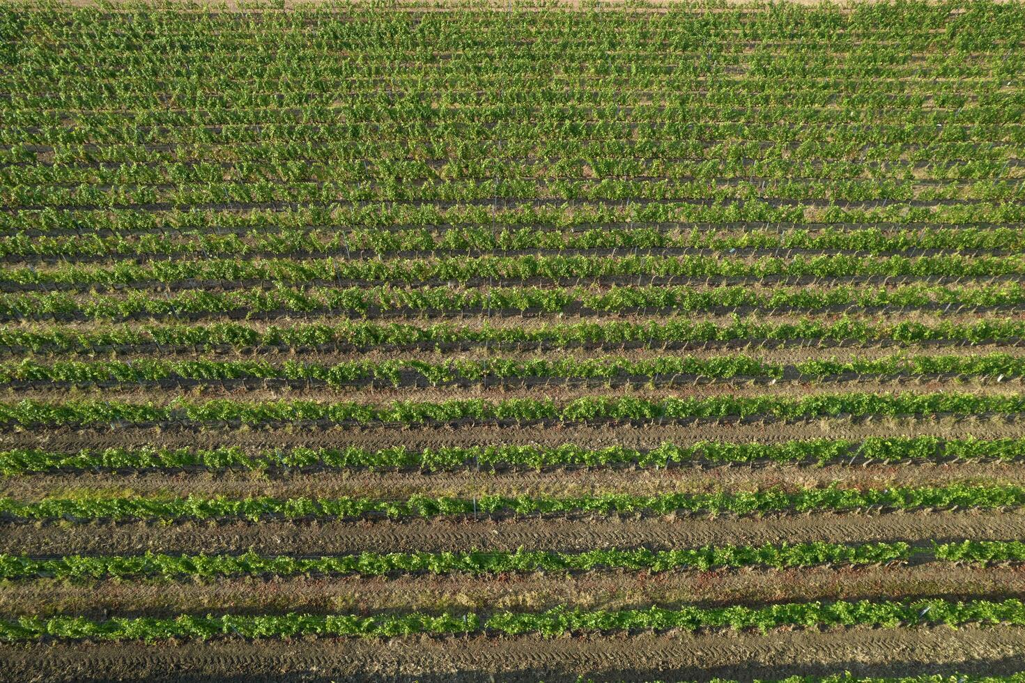 Aerial view of a vineyard in the summer season photo