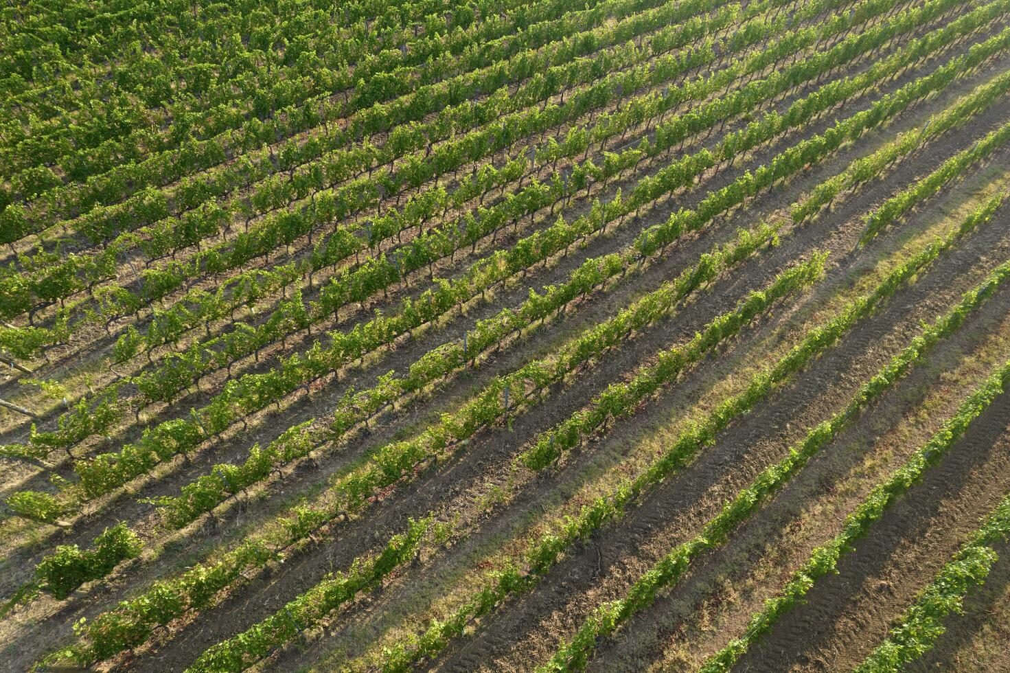 Aerial view of a vineyard in the summer season photo