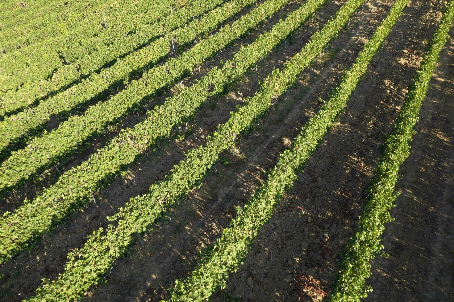 Aerial view of the rows of a vineyard in full ripeness photo