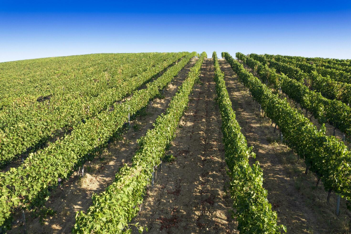 Aerial view of the rows of a vineyard in full ripeness photo