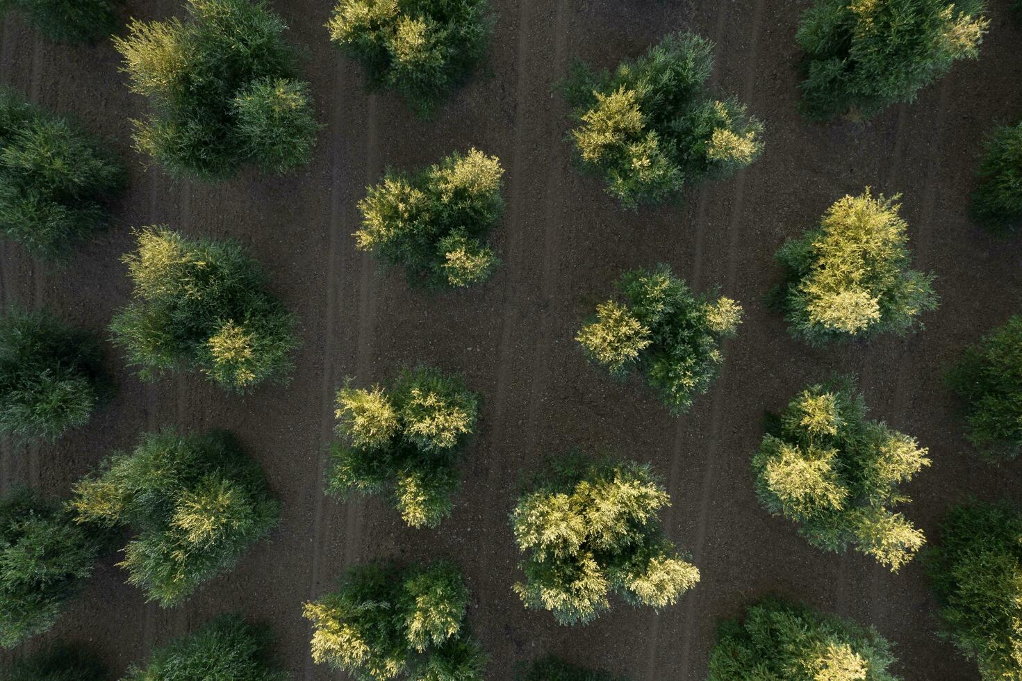 Rows of olive trees seen from above photo