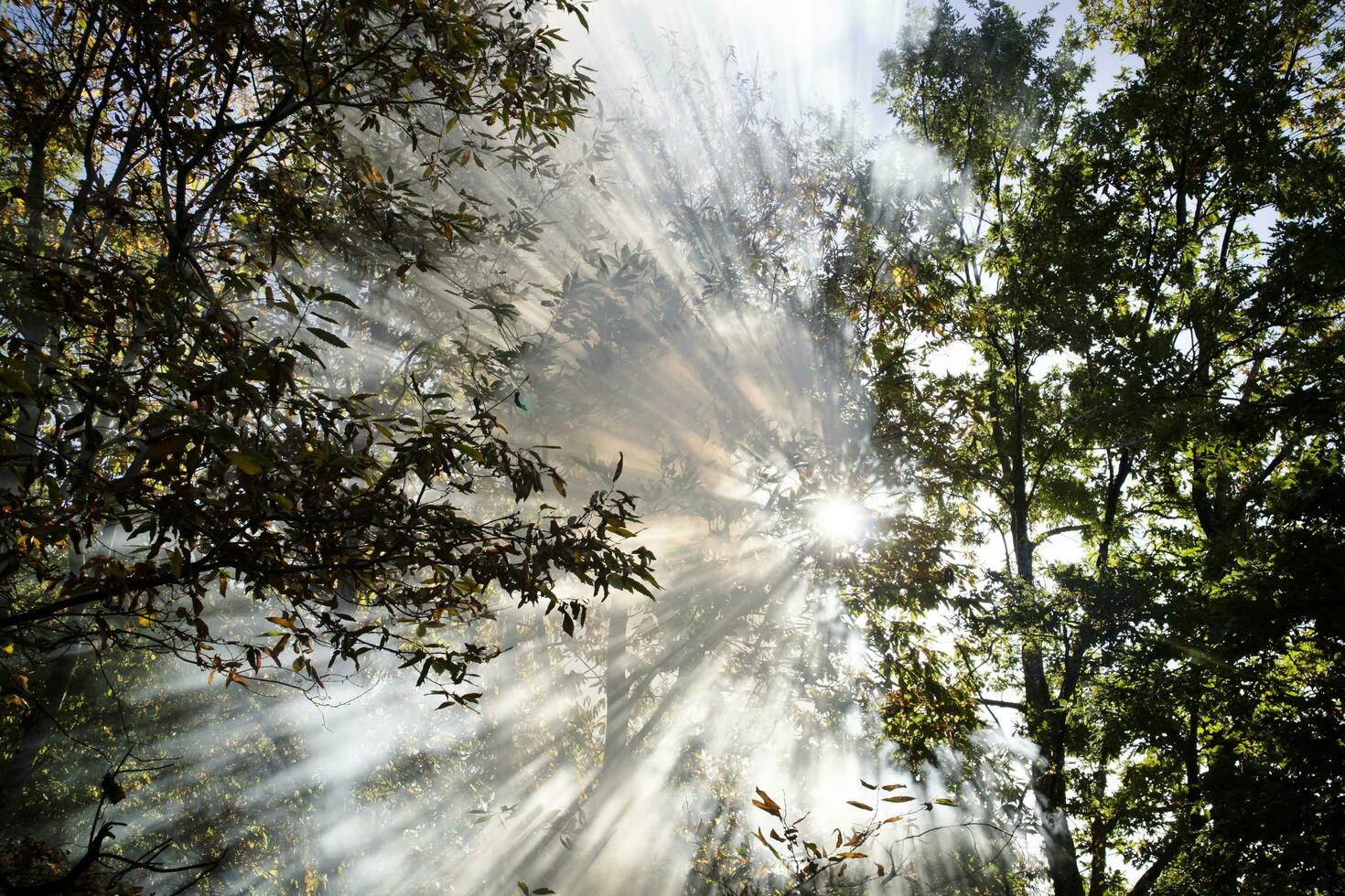 Sun rays breaking through the smoke of a forest fire photo