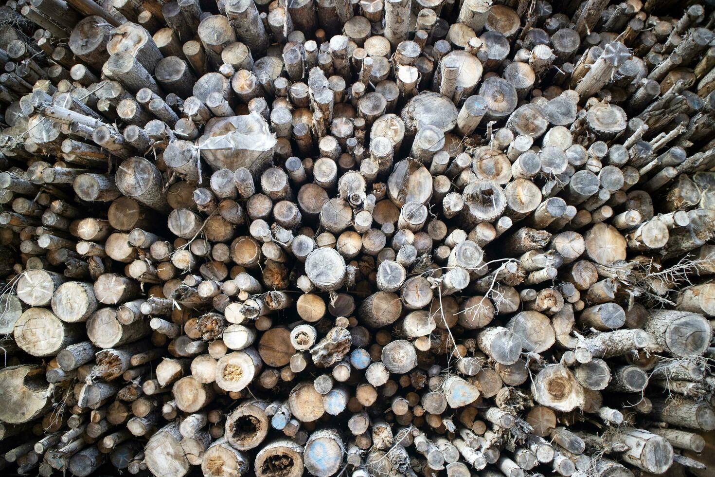 Photographic documentation of a stack of firewood photo