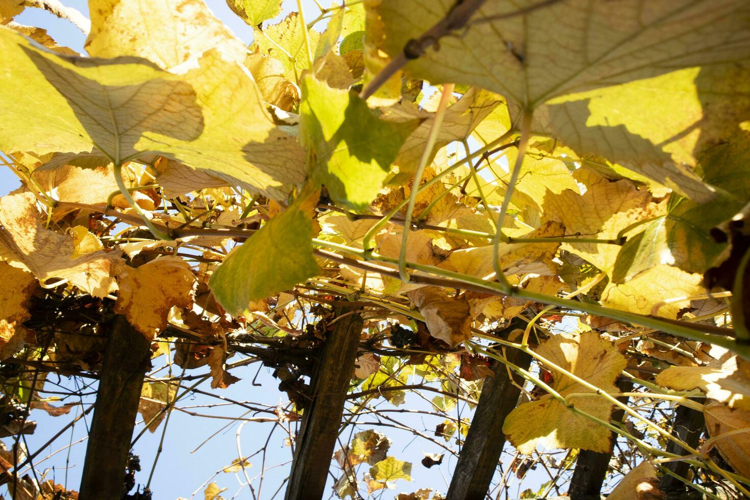 Photo documentation of the leaves of the vines in autumn