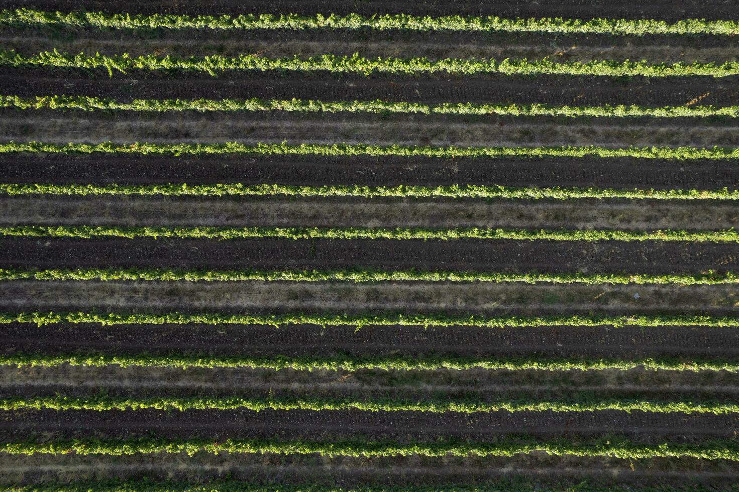 Aerial view of the rows of a vineyard Tuscany Italy photo
