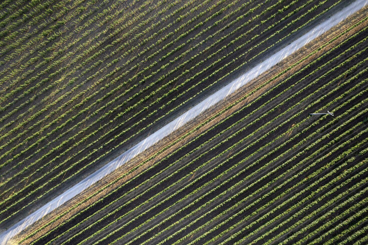 Aerial view of the rows of a vineyard Tuscany Italy photo