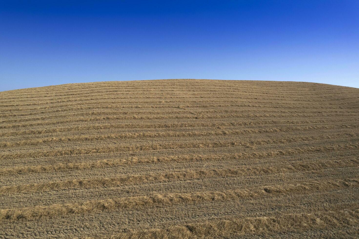 The process of preparing and drying straw photo