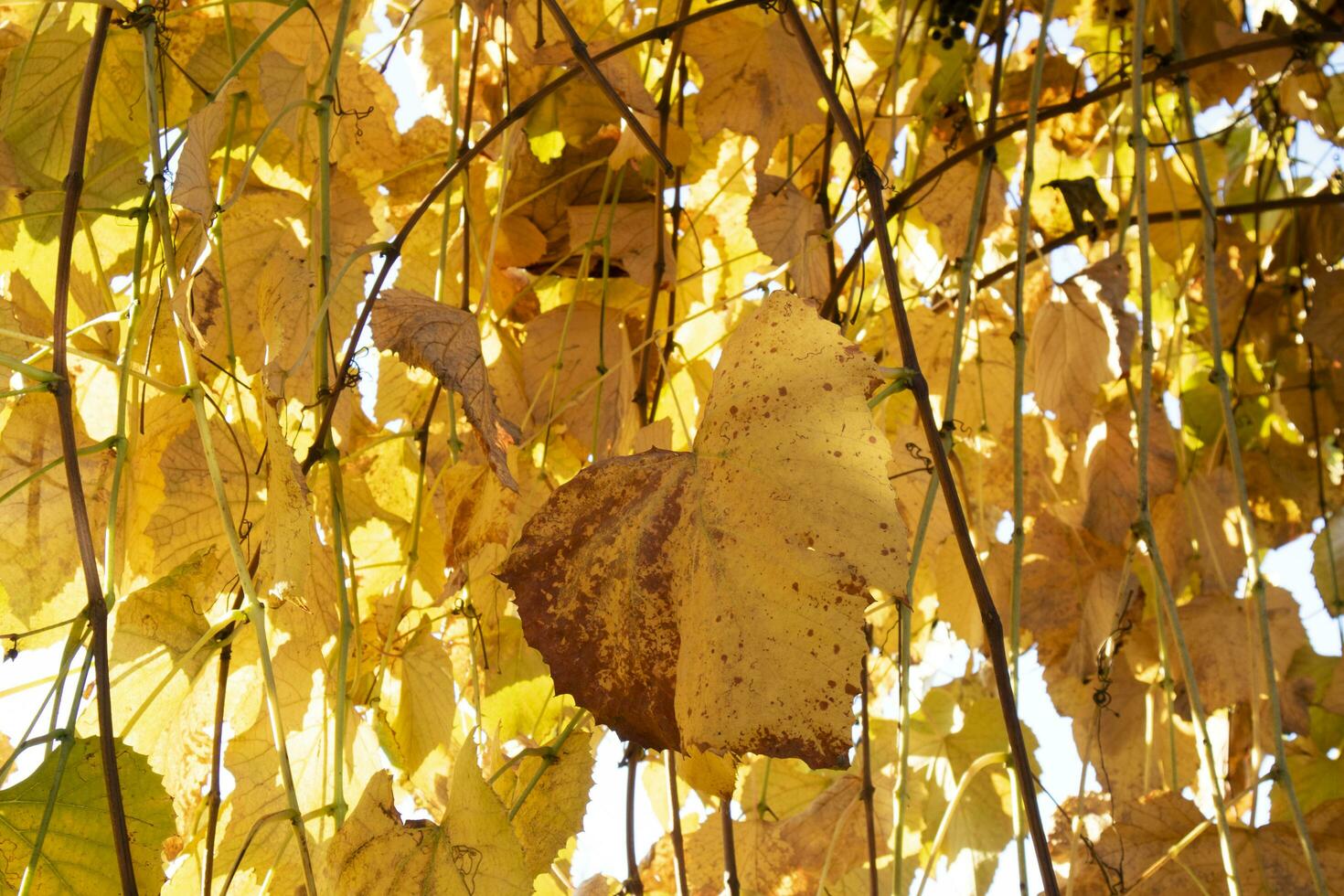 Photo documentation of the leaves of the vines in autumn
