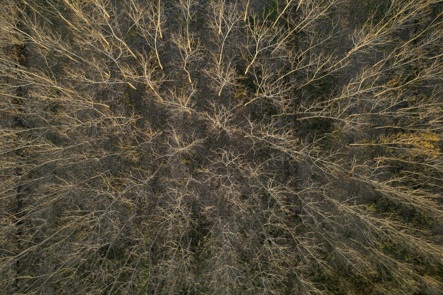 Aerial view of a forest with bare trees in the winter season photo