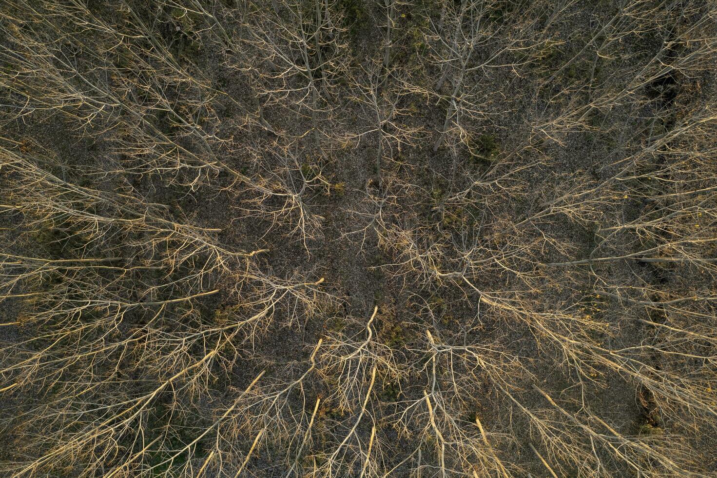 Aerial view of a forest with bare trees in the winter season photo